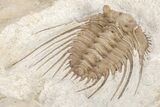 Spiny Trilobite (Kettneraspis) - Black Cat Mountain, Oklahoma #209149-4